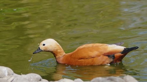 Ente in einem grünen See 9