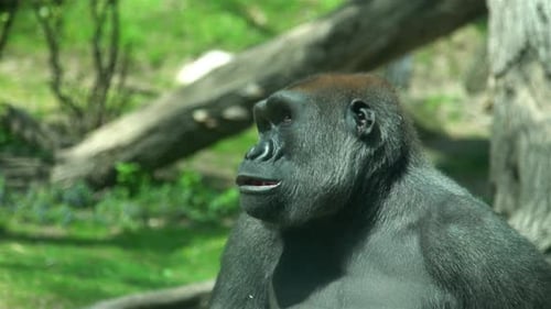 Close-up of gorilla in zoo