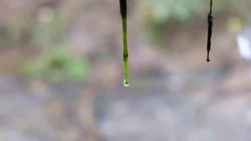 Water Droplets Dripping from Green Plant Stalk