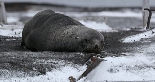 MS Fur seal (Arctocephalus gazella) lying on snow at Deception Island / Antarctic Peninsula, Antarct