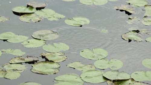 Raining in the lotus pond