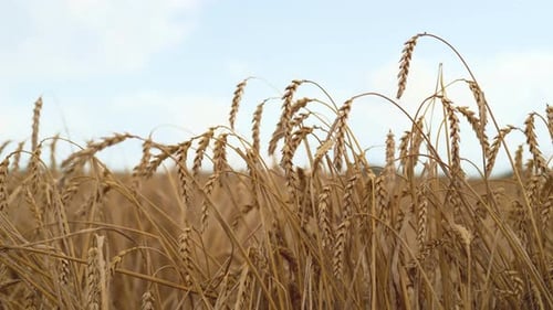 Ripe Wheat Ears Close Up