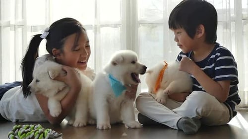 Kids Play with Cute White Samoyed Puppies