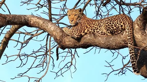 Atemberaubende Aufnahme eines weiblichen Leoparden, der bei Sonnenuntergang auf einem Ast ruht