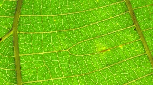 Green Leaf Analysis