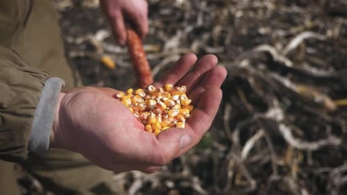 Hand Holding Yellow Corn Kernels on Farm