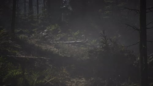Pine and Spruce Tree Forest