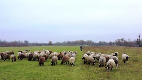 Sheep grazing in late autumn.