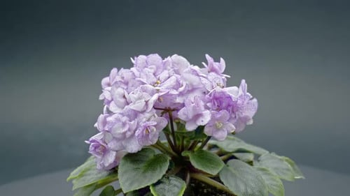 Violet Flowers