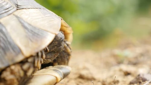 Schildkröte Testudo Hermanni versteckt Kopf in Rüstung Fauna Tier Hintergrund 4K 2160p UltraHD-Aufnahmen - Te