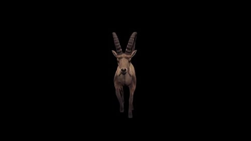 Ibex Run Vorderansicht