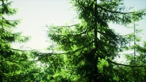 Green Cone Trees in Bright Sun Light