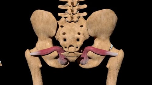 Animated Piriformis Muscle Anatomy on Human Skeleton