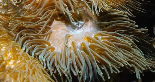 Sea Anemone, Real Time 4K