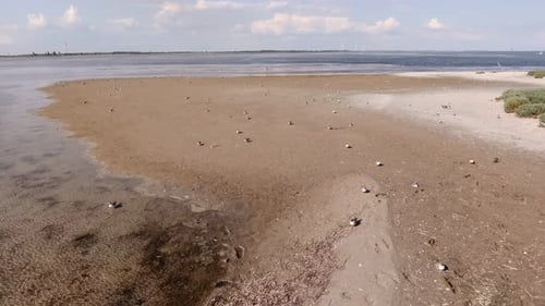 Luftaufnahme der Schwarzmeerküste mit Sandstreifen und fliegenden Vögel im Sommer
