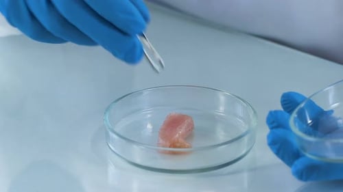Meat Sample Being Placed in Petri Dish