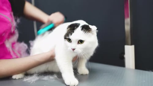 Cat Getting Brushed on a Grooming Table