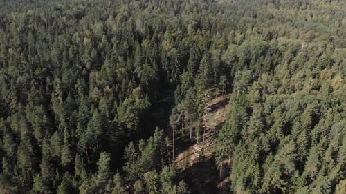 Aerial View of Deforestation