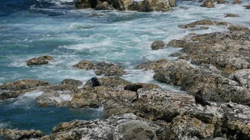 Wild fur seals sleep on the rock at Kaikoura, South Island, New Zealand