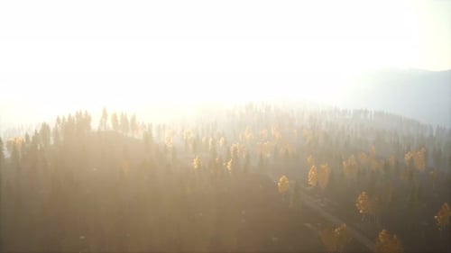 Sunlight in Spruce Forest in the Fog on the Background of Mountains at Sunset