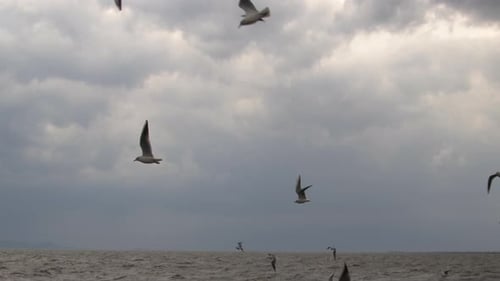 Flock Of Seagulls Flying Over The Ocean In Stormy Weather