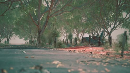Open Road in Australia with Bush Trees