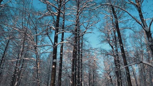 Winter Forest And Clear Sky