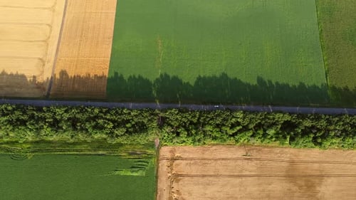 Ein Auto fährt entlang der Straße zwischen gelbgrünen landwirtschaftlichen Feldern
