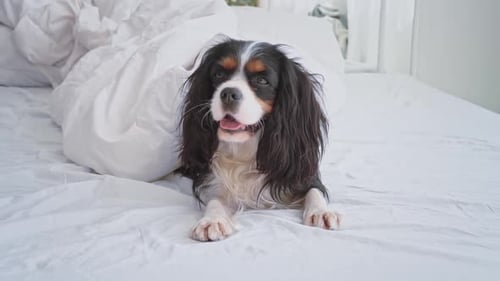 Cute Dog Relaxing Comfortably on a White Bed