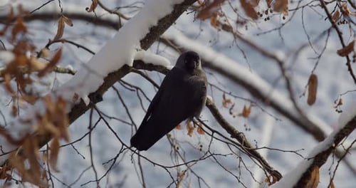 Krähenvögel, die im Winter auf einem Baum sitzen, Nahaufnahme