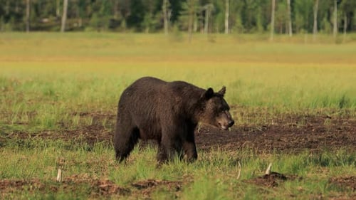 Brown Bear Walking in a Grassy Meadow