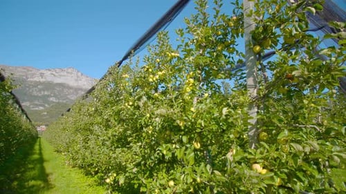 Lush Orchard Rows with Bright Yellow Fruit
