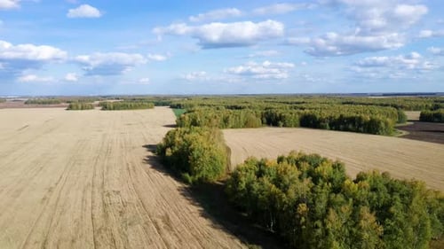 Luftaufnahme auf Weizenfeld bei sonnigem Tag vor dem Hintergrund der ländlichen Landschaft