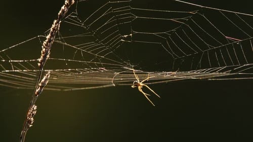 Spinnennetz bei Gegenlicht