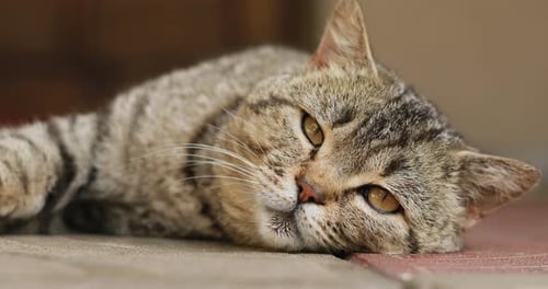 Close up portrait of a tabby british cat looking around. Home British, thoroughbred cat resting,