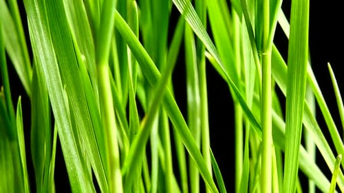 Close-up of Fresh Green Grass Against Black