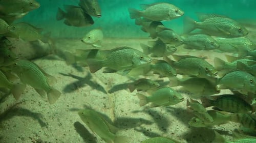Beautiful Fish oceanarium.Ddeep Underwater World