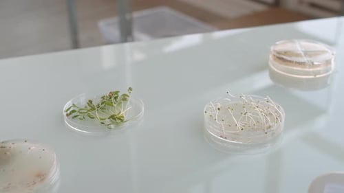 Microscope Analysis of Plant