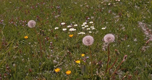 Gemeiner Löwenzahn, Taraxacum officinale, Samen von „Uhren“, die vom Wind geblasen und verteilt werden