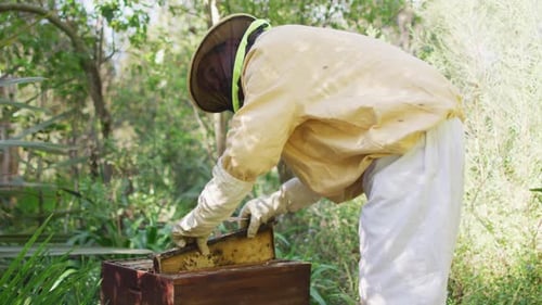 Caucasian male beekeeper in protective clothing inspecting honeycomb frame from a beehive