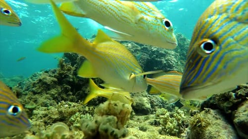 Colorful Seabed on the Coral Reef in the Caribbean Sea