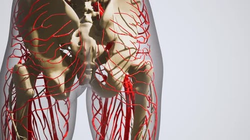 Science Anatomy of Human Blood Vessels