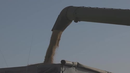 Loading of Grain By a Screw Loader