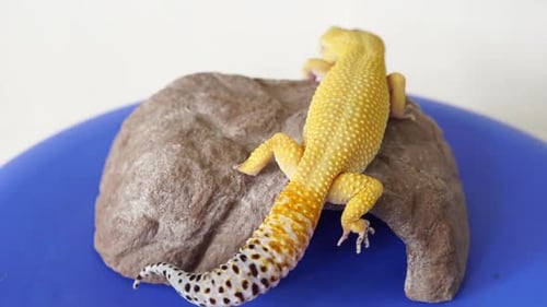 Leopard gecko climbing