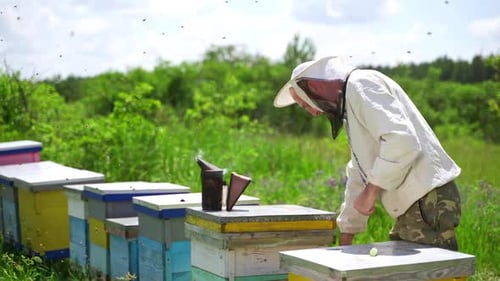 Beekeeper Tending Beehives in Rural Apiary