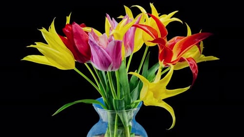 Colorful Tulips Blooming in a Glass Vase