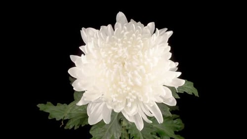 Blooming White Flower Against Black Background