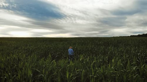 Adult Farmer Holds Tablet in the Corn Field and Examining Crops. Agronomist Examine Corn Plant in