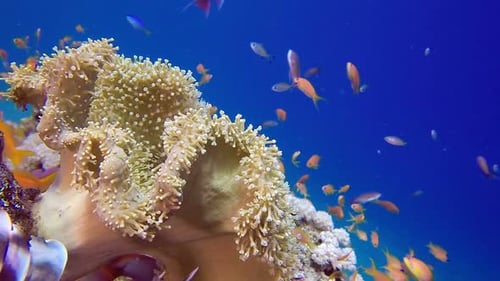 Tropical Lion-Fish Coral Garden