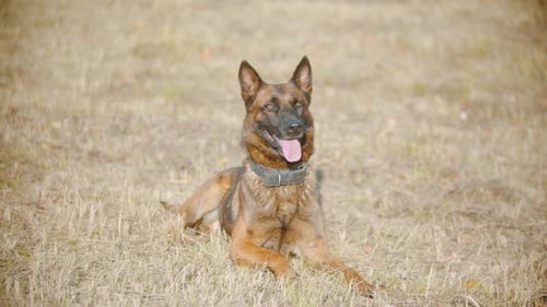 Chien de berger allemand assis sur l'herbe d'automne avec une langue sortie